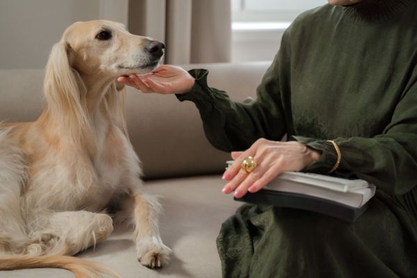 Comprendre la crémation chien : démarches et tarifs à connaître
