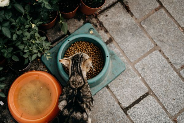 Pourquoi choisir des croquettes chat pour une alimentation saine ?