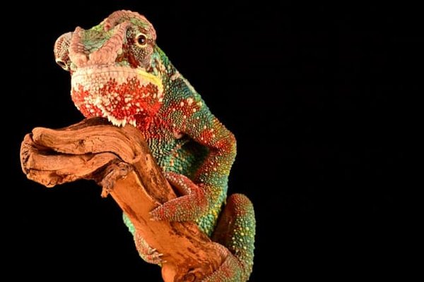 Quelle est la complexité de maintenir un écosystème équilibré dans un vivarium de cameleons de Jackson ?