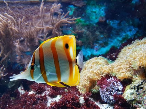 Les poissons peuvent-ils éprouver de l'affection envers leurs soigneurs dans les aquariums ?